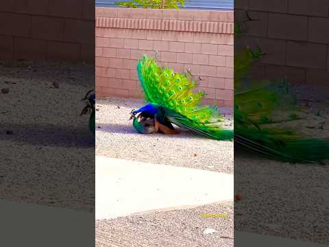 Peacocks mating 🙈🙈😳😳🦚🦚Please subscribe for more scenic and travel adventures #peacock