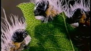 Microcosmos (1996) Official Trailer