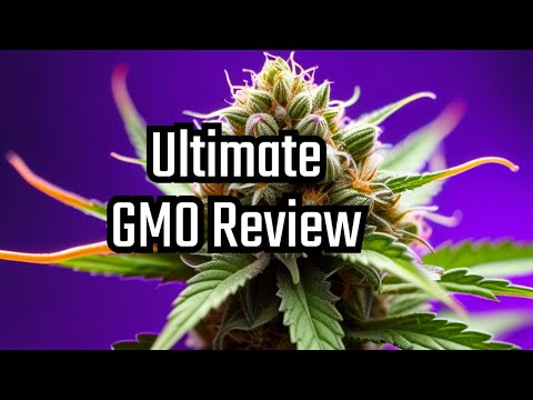 Strain Review: Why This GMO Cannabis is LEGENDARY.