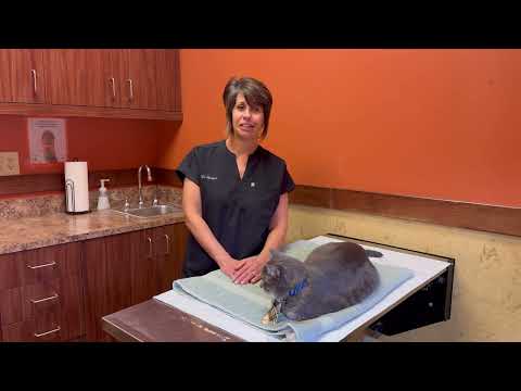 Everything You Need To Know About Fleas and Ticks With Your Cat