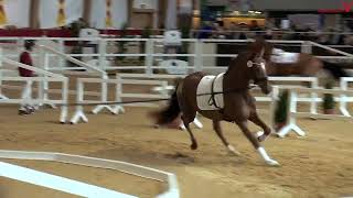 Video von VECTOR FORTY-EIGHT