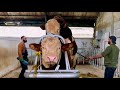 Simmental Bull Meets A New Mate First Interaction Farm Breeding