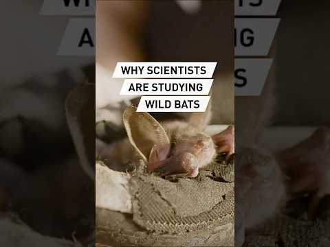 The secret to bats’ long lives