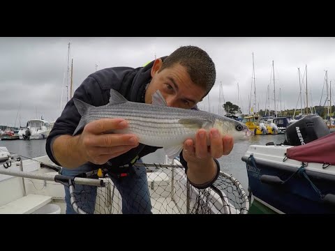 Multefiskeri i lystbådehavnen