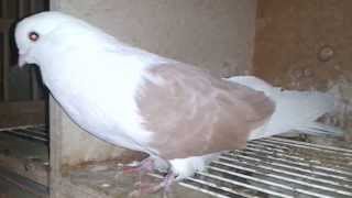 kaftar irani persische hochflieger iranian pigeon 