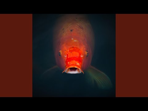 Koi Money (feat. Crack Ignaz)