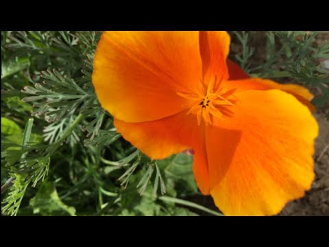 Beautiful Flowers At A Park