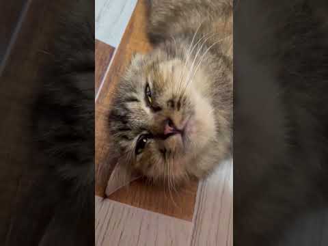 𝚖𝚢 𝚕𝚎𝚝𝚝𝚕𝚒 𝚔𝚞𝚕𝚒𝚝🥰