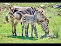 Wild Animal Sounds Zebra Sounds Jungle Animal Sounds Real
