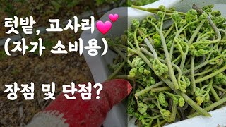 텃밭, 고사리 재배(자가 소비용) 장점 및 단점