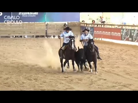 Jacinto Cala Bassa - TE • Melhor Prova de Campo II dos Machos no Bocal de Ouro 2024