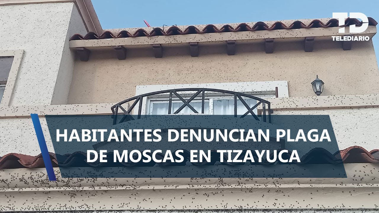 Habitantes denuncian nueve años de plaga de moscas en fraccionamiento de Tizayuca