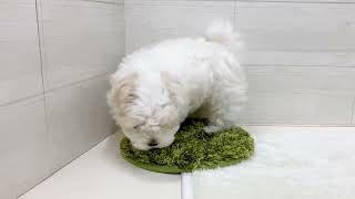 マルチーズの動画01