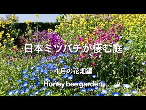 重要な野生のミツバチ植物 ガーデンデザイン