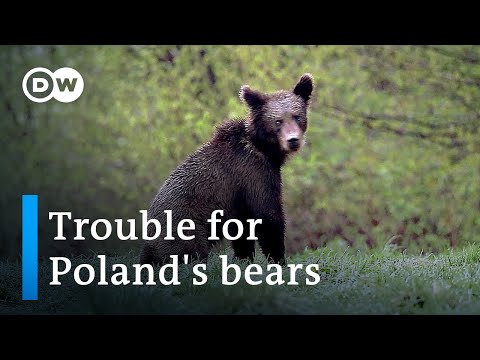 Poland's bears at loggerheads with timber industry  | Focus on Europe