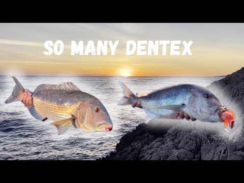 Trip of a lifetime! | Shore jigging Croatia 2025