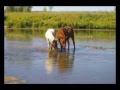 Валерий Золотухин - Ходят кони над рекою 