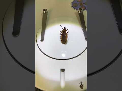 Triatomíneos Lagoa do Barro PI