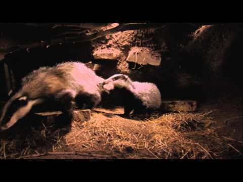 The Burrowers: Animals Underground – Wildscreen Festival 2014