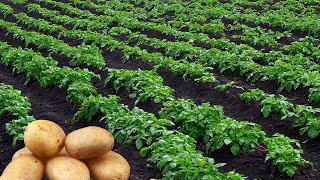 ✅Agriculture Technology Potatoes | Cultivativate Potatoes | Amazing Potatoes Field | Potatoes