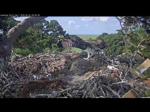 Osprey Chicks Stretch Their Wings Before Fish Arrives – June 2, 2020
