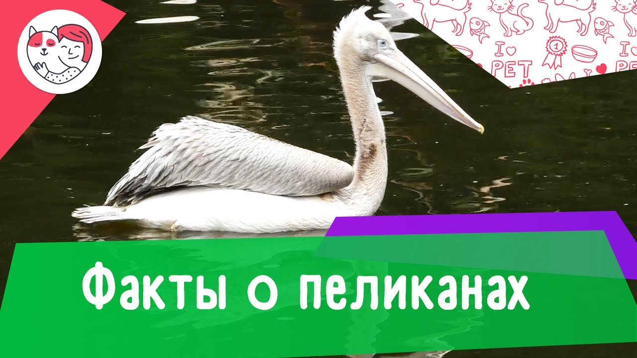 5 необычных фактов о пеликанах