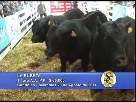 Cabaña La Rubeta - Toros P.P. - Cañuelas - S.V.B. - 20/08/2014
