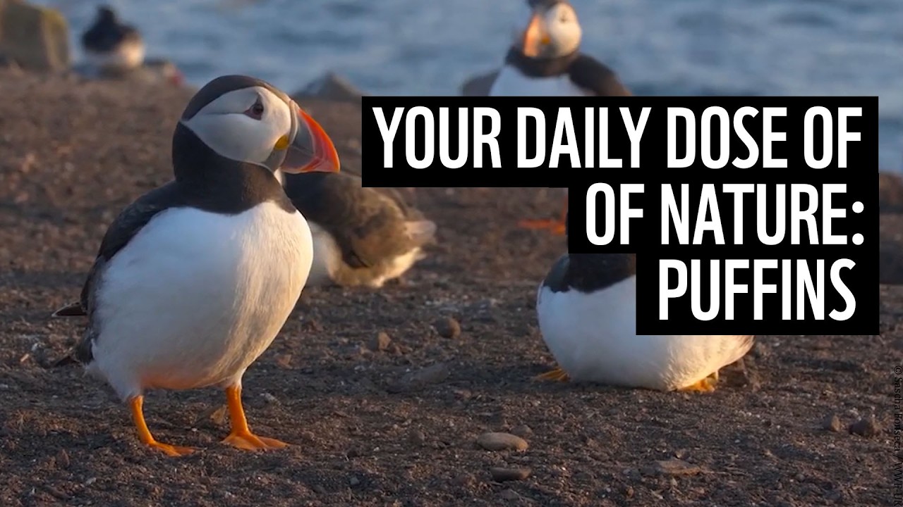 A daily dose of nature | puffins | WWF