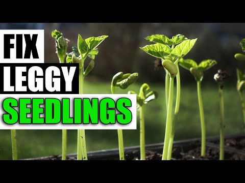 Growing Zucchinis The Right Way Part 1 of 3