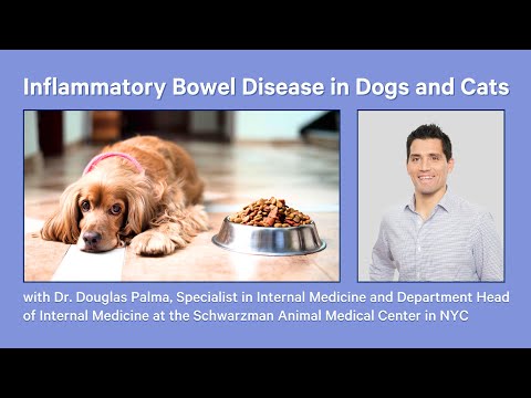 Inflammatory Bowel Disease (IBD)