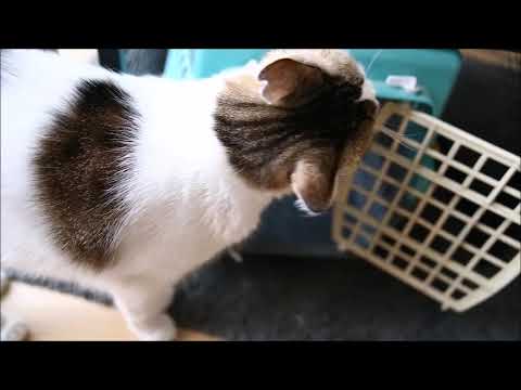 how to get used your cat to her cage
