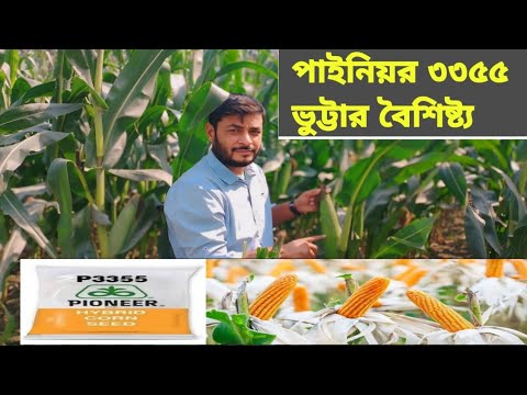 পাইনিয়রের ৩৩৫৫ভুট্টার বৈশিষ্ট্য।  Hybrid p3355 maize seed.