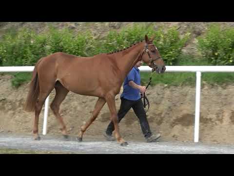 Goffs Land Rover Sale 2021 Lot 561