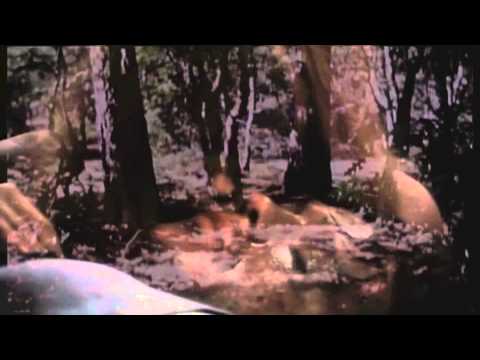 `Brain Rocket (And The Evolution Of Turtles) `by The Girobabies *Brand new single official video*