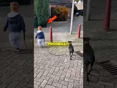 Le chien plus malin que son maître 🐶😲