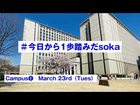 Spring 2021 Videos and Pictures of Cherry Blossoms at Soka University