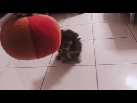 My first pet Gucci yorkshire terrier x shih tzu