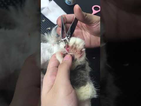 Removing a cat's ingrown nail