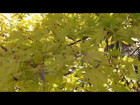 Autumn Japanese Maple Wind Chimes
