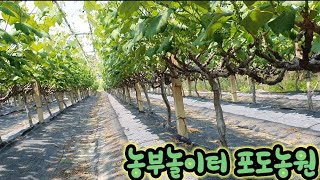 농부놀이터 포도 농원 구경하세요. 좋은하루~