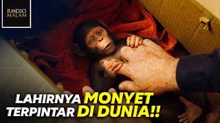 Download lagu MONYET YANG LEBIH PINTAR DARI MANUSIA - Alur Film Rise of The Planet of The Apes (2011) mp3