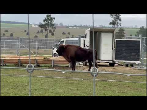 Wisente: neue Heimat in Neresheim