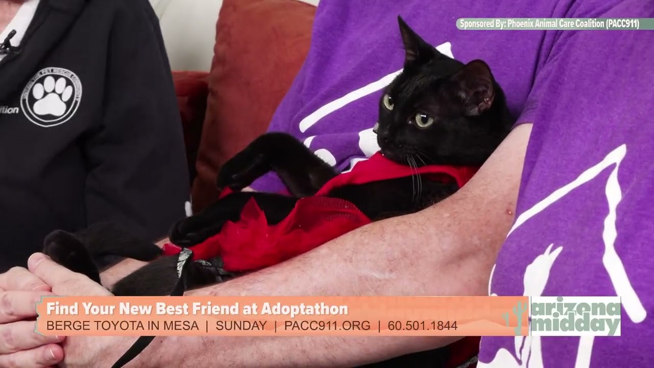 Jellybean, a ADOPTABLE Domestic Short Hair in Scottsdale, AZ video 6/6