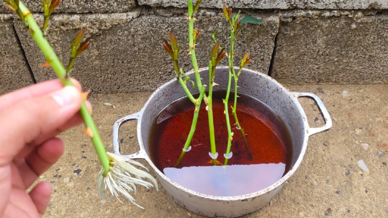 TÉCNICA ENRAIZA QUALQUER GALHO DE ROSAS