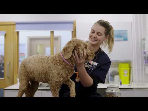 Inside Bristol Veterinary School’s BVSc in Veterinary Science