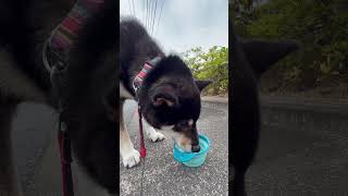 【黒柴ゴンくん】朝散歩8.10                    #柴犬#犬のいる暮らし#癒し#犬#犬のいる生活#shibainu