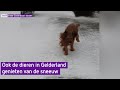 Dieren genieten in de sneeuw