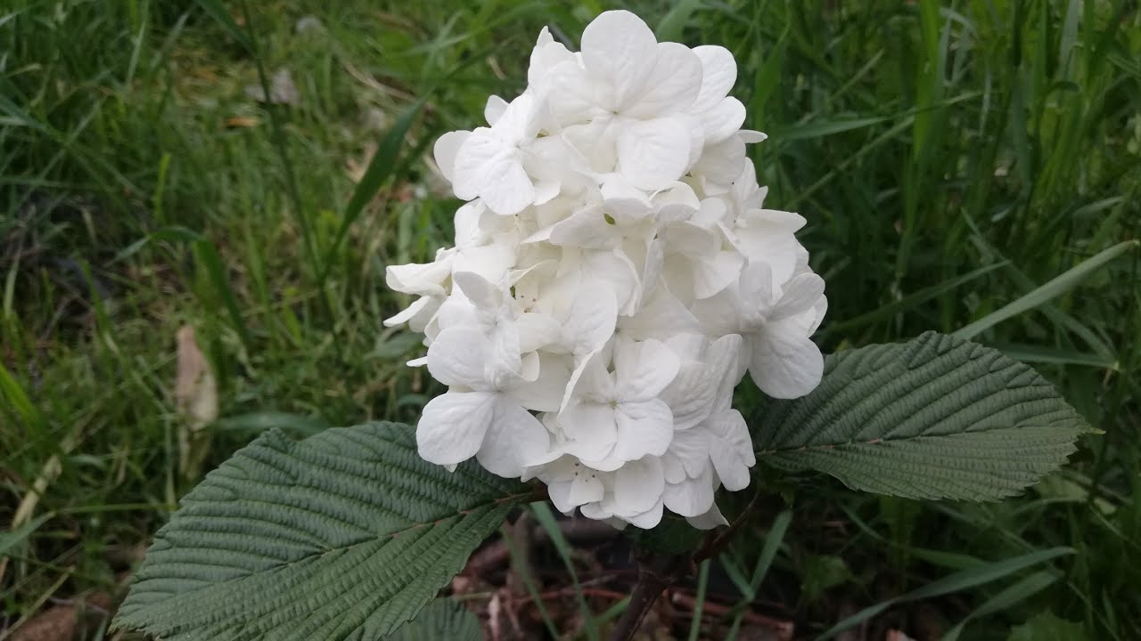 Viburnum plicatum rotundifolium. Калина складчатая ротундифолиум. Grandiflora