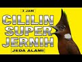MASTERAN CILILIN JERNIH JEDA MASTERAN CILILIN JERNIH TERBARU 2025 MASTERAN BURUNG JUARA