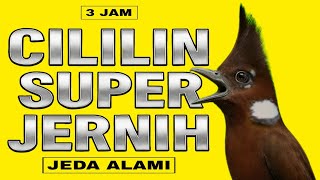 Download lagu MASTERAN CILILIN JERNIH JEDA || MASTERAN CILILIN JERNIH TERBARU 2025 || MASTERAN BURUNG JUARA mp3 Download lagu MASTERAN CILILIN JERNIH JEDA || MASTERAN CILILIN JERNIH TERBARU 2025 || MASTERAN BURUNG JUARA mp3